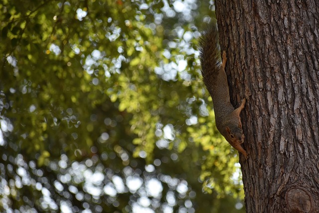 追逐維拉蒂 追逐維拉蒂